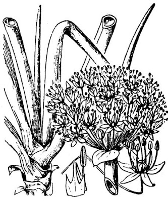 Garden onion Garden onion