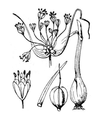 Aglio delle Streghe Aglio delle Streghe