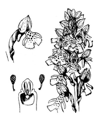 Lady Orchid Lady Orchid