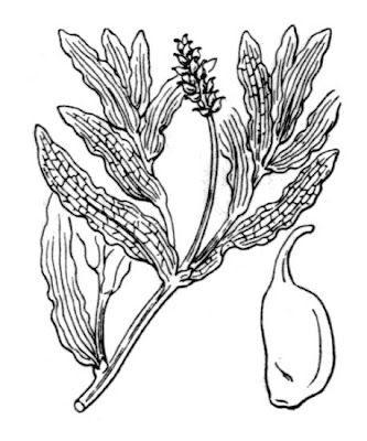 Brasca increspata Brasca increspata