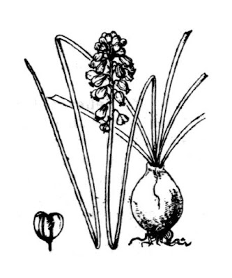 Grape-hyacinth