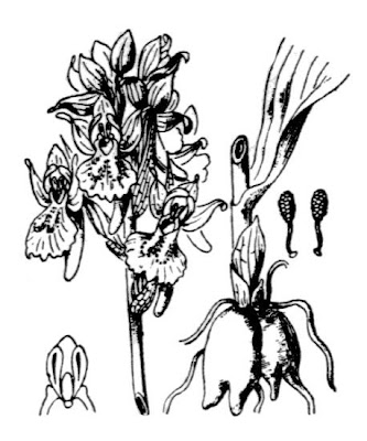 Dactylorhiza latifolia f. latifolia