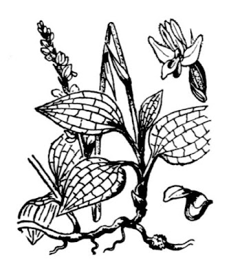 Lesser rattlesnake plantain Lesser rattlesnake plantain