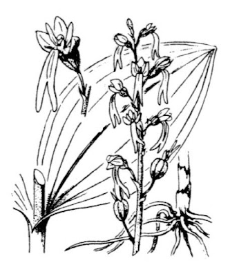 Common Twayblade Common Twayblade