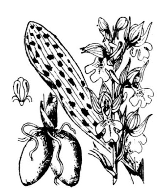 Early purple orchid