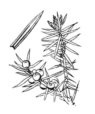 Common juniper Common juniper