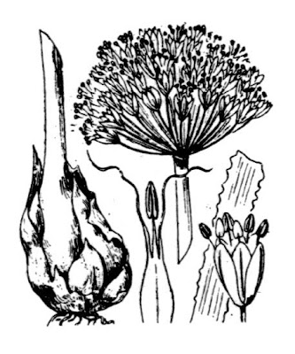 Broadleaf wild leek Broadleaf wild leek