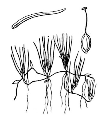 Altenia Altenia