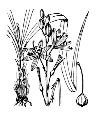 Lilioasfodelo maggiore Lilioasfodelo maggiore