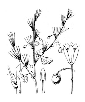 Asparagus,
asparagus Asparagus,
asparagus
