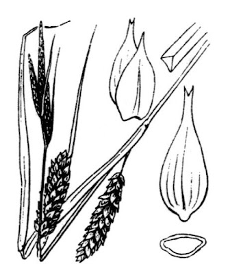 Laurent's sedge Laurent's sedge