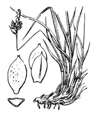 Carex montana L.