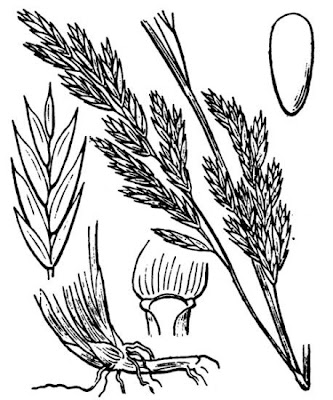 Alta fescue Alta fescue
