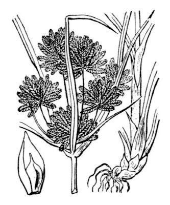 Cyperus eragrostis Lam.