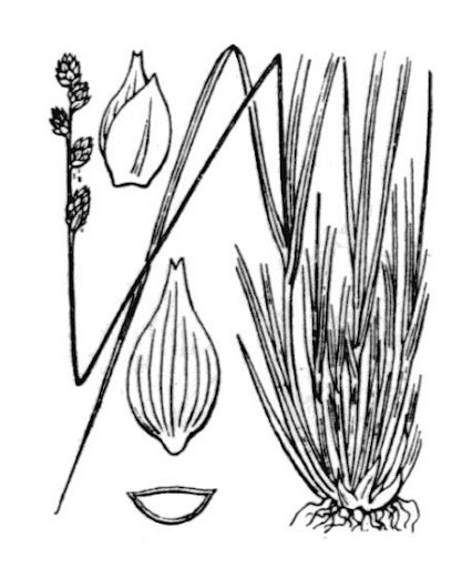 white sedge