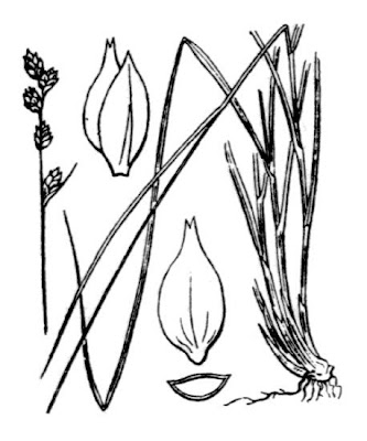 Carex brunnescens (Pers.) Poiret