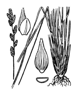 Carex elongata,
Carice allungata,
Elongated Sedge