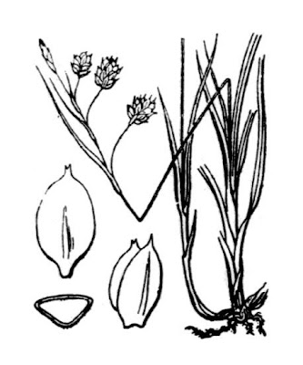 Carex magellanica subsp. irrigua,
carex ch&eacute;tif