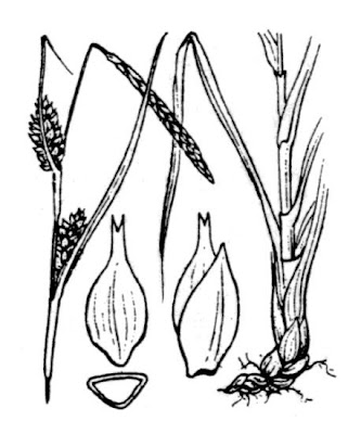 Carex hostiana DC.