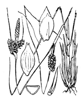 Carice delle lagune Carice delle lagune