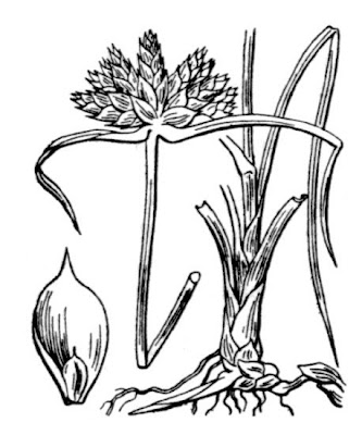 Cyperus capitatus Vand.
