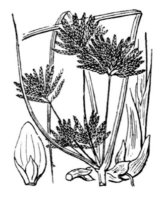 Galingale