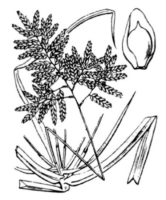 Juncellus serotinus,
,
flat sedge,
souchet de Monti,
Sp&auml;tes ZypergrasBlutrote Fingerhirse,
tidal marsh flat sedge