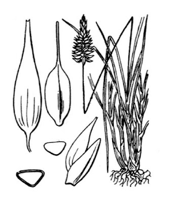 Pyrenean sedge