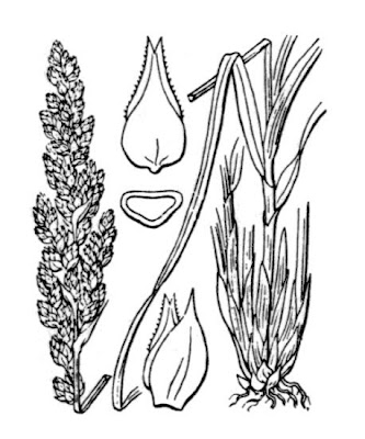 Carex paniculata L.