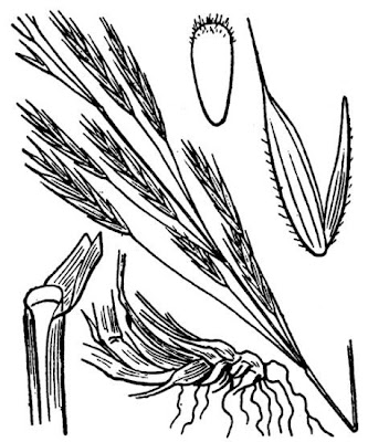 Forasacco delle capre
