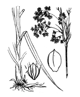 Scirpus sylvaticus L.