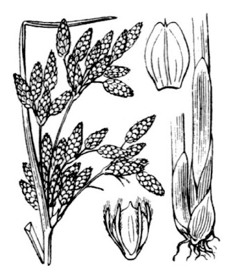 Schoenoplectus litoralis (Schrader) Palla