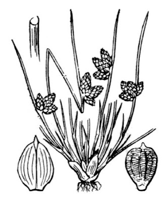Schoenoplectus supinus (L.) Palla