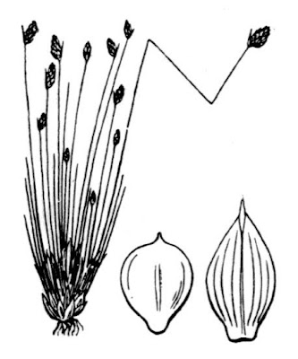Isolepis cernua (Vahl) R. et S.
