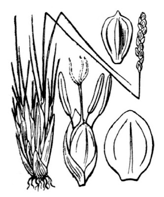 Kobresia myosuroides (Vill.) Fiori