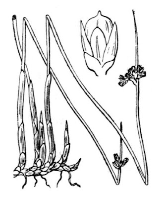 Juncus arcticus,
Alaska rush,
arctic rush,
Baltic rush,
Giunco artico,
Iceland Rush