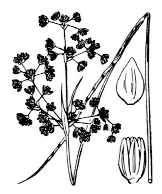 Bluntflower rush Bluntflower rush