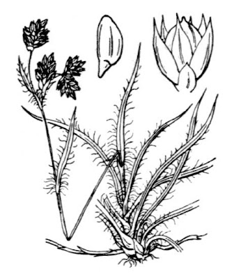Field woodrush