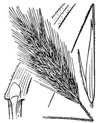 Brome rougeātre Brome rougeātre