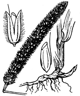 Coda di topo violacea Coda di topo violacea