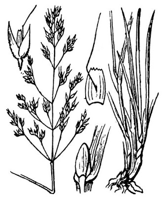 Agrostide de Mertens Agrostide de Mertens