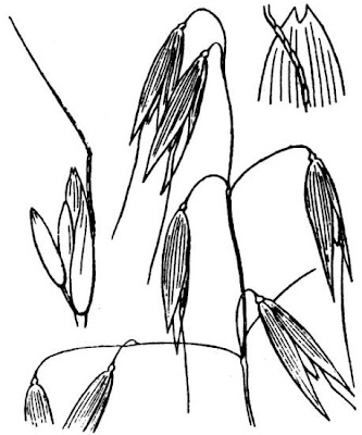 Oatgrass (common)