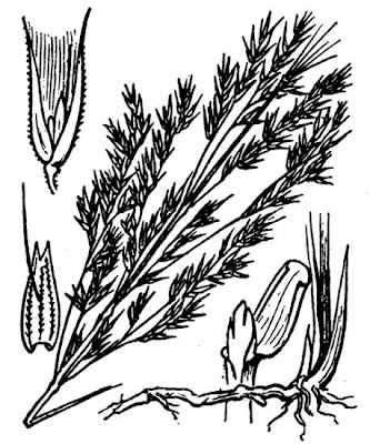 Calamagrostis epigejos,
bush grass,
Cannella delle paludi,
Wood Small Reed,
wood smallreed