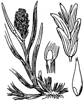Common hardgrass Common hardgrass