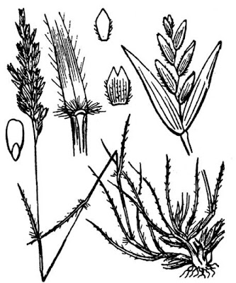 Common Mediterranean grass Common Mediterranean grass