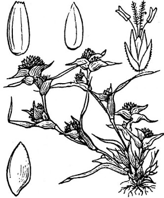 Brignolo spinoso