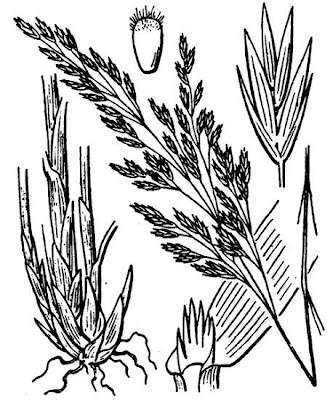 Festuca dei boschi Festuca dei boschi