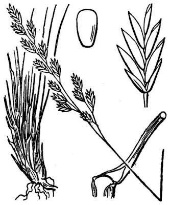Hair fescue
