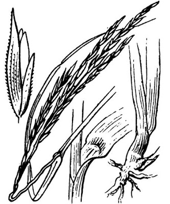 Salt-water cordgrass