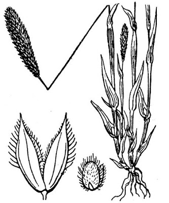 Codolina delle spiagge